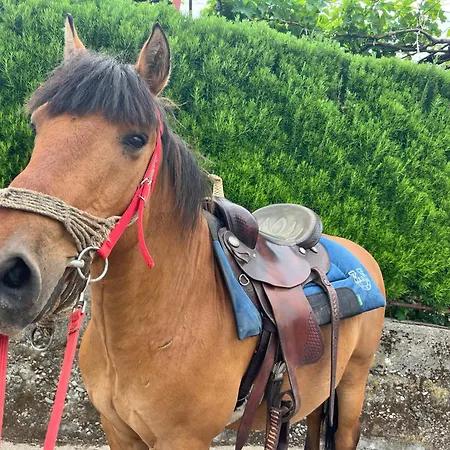 And Horseback Riding Parci Podgorica