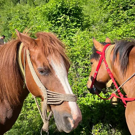 And Horseback Riding Parci