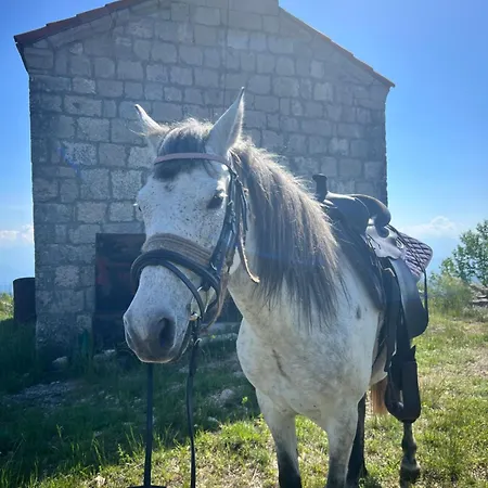 And Horseback Riding Parci Podgorica