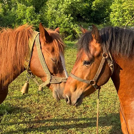 And Horseback Riding Parci Campsite