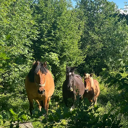 And Horseback Riding Parci * Podgorica