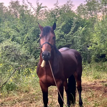 And Horseback Riding Parci Podgorica